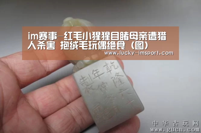 im赛事-红毛小猩猩目睹母亲遭猎人杀害 抱绒毛玩偶绝食（图）